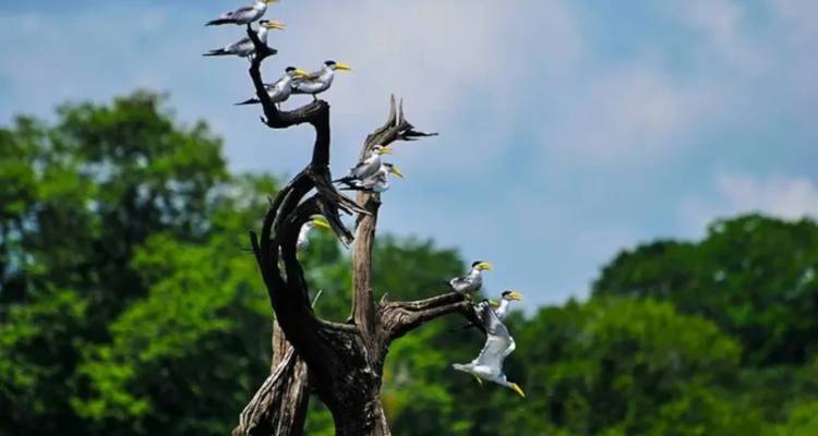 Manaus Amazon Adventure - 5 days