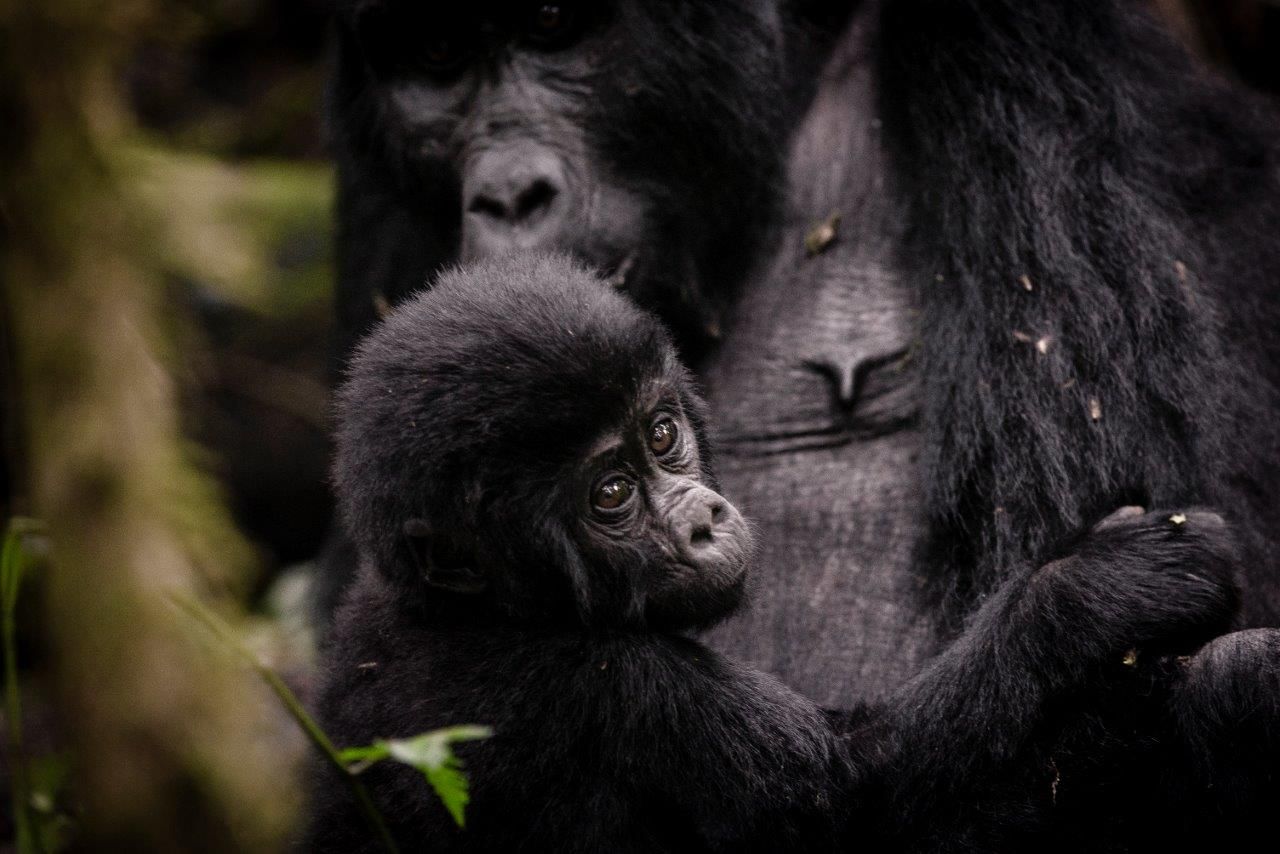 Bwindi Air Safari Gorilla Forest - 4 days