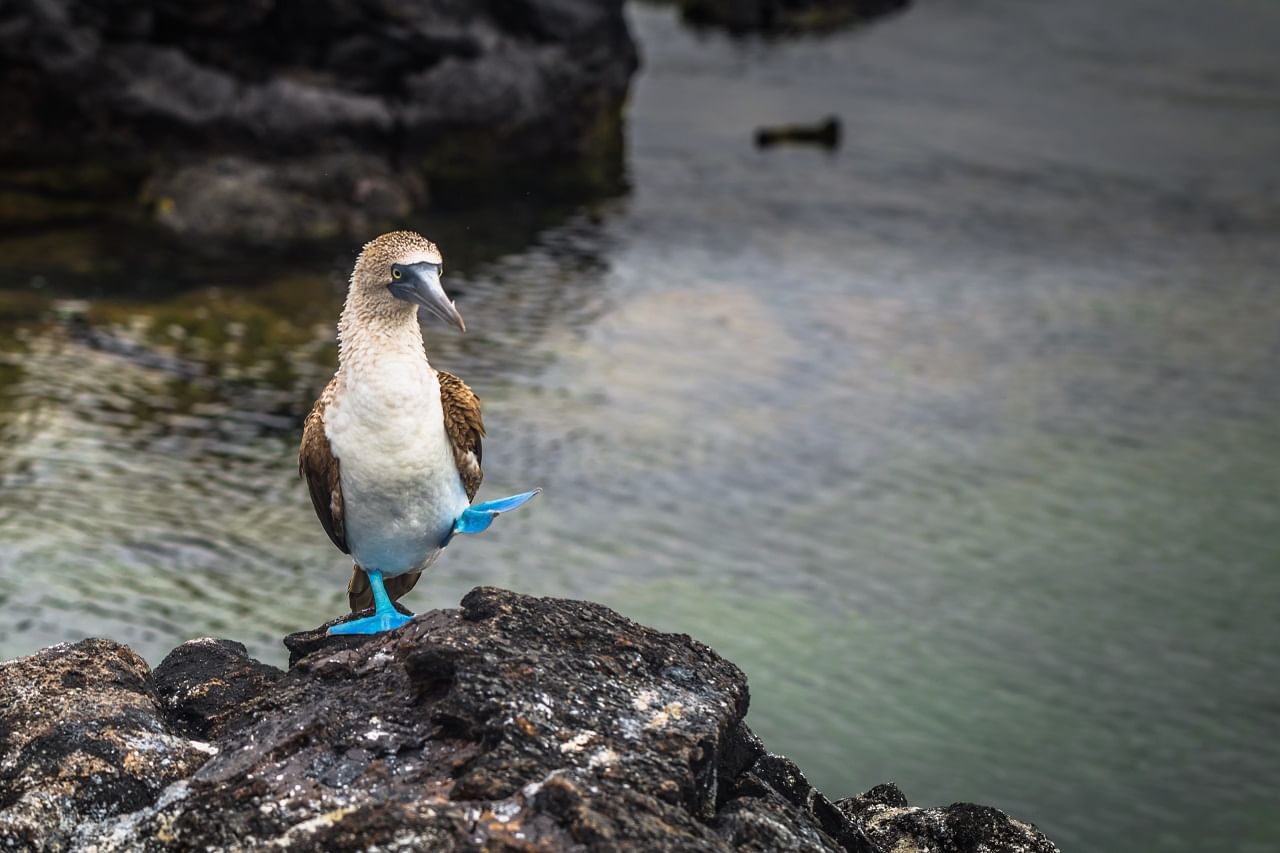 Andes Galapagos Exploration - 10 days