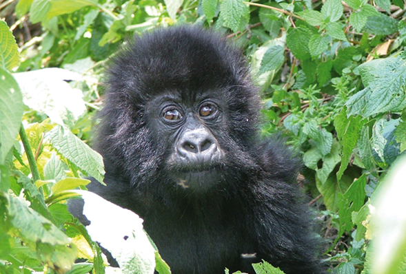 A baby gorilla