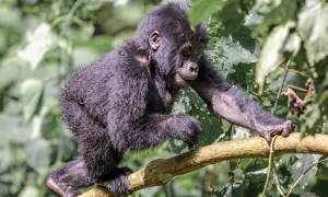 baby gorilla in Uganda