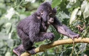baby gorilla in Uganda