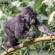 baby gorilla in Uganda