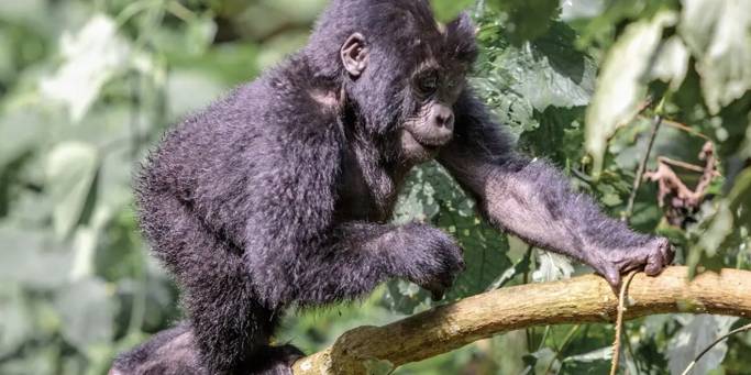 baby gorilla in Uganda