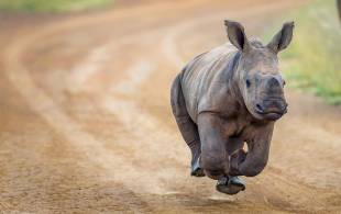 baby rhino