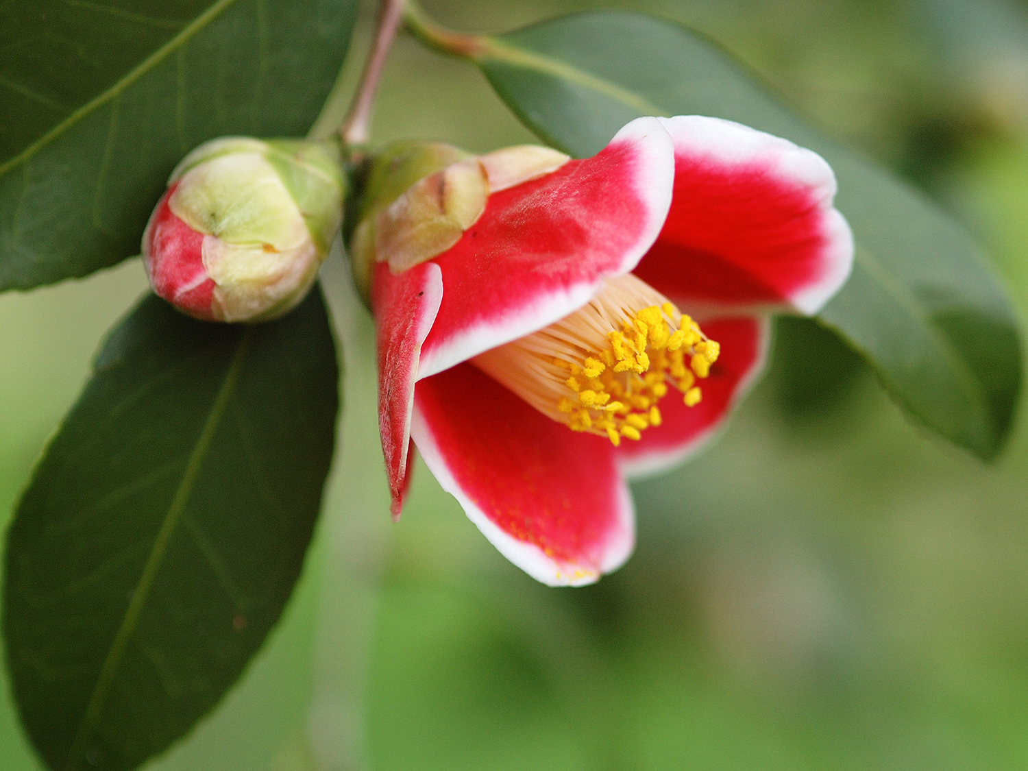 botanical garden - osaka - japan