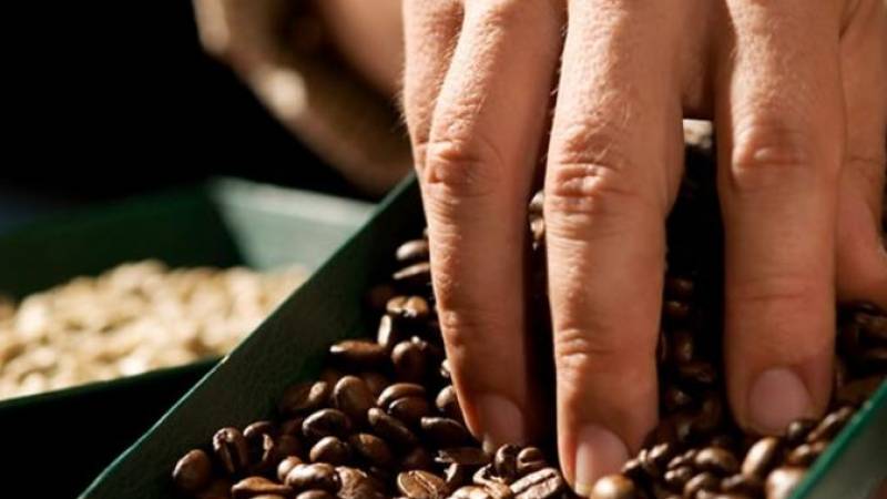 Britt Coffee Tour and Chocolate Tasting from San Jose