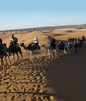 a camel caravan traversing the Sahara Desert