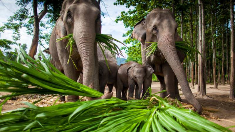 Chiang Mai Adventure: Zipline, Whitewater Rafting, and Long-Neck Hill Tribe