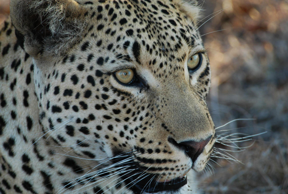 Close up of a leopard