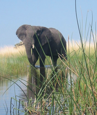 Elephant at Okavango Delta
