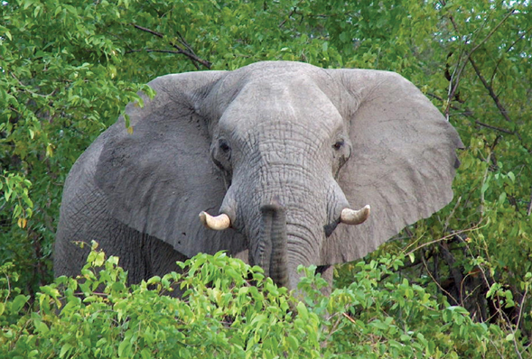 An elephant sticking out of the top of trees