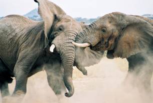 fight