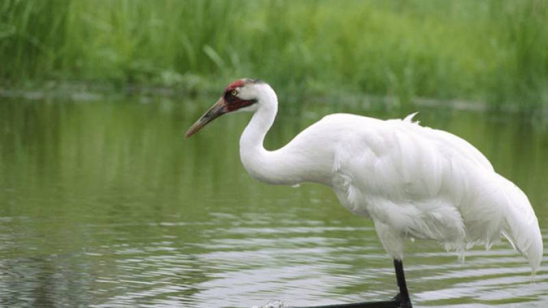 Private Day-Trip to Bharatpur Bird Sanctuary from Agra
