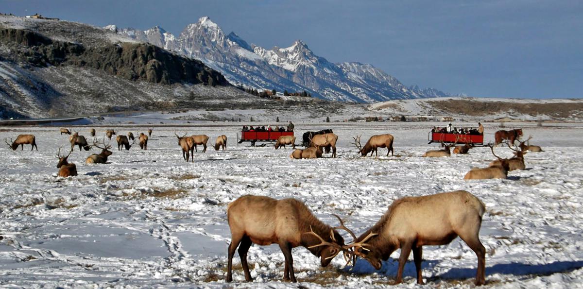Day 4 - Grand Teton National Park