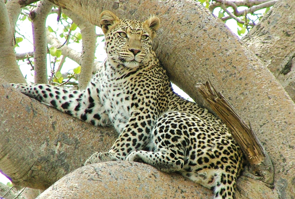 A leopard in a tree