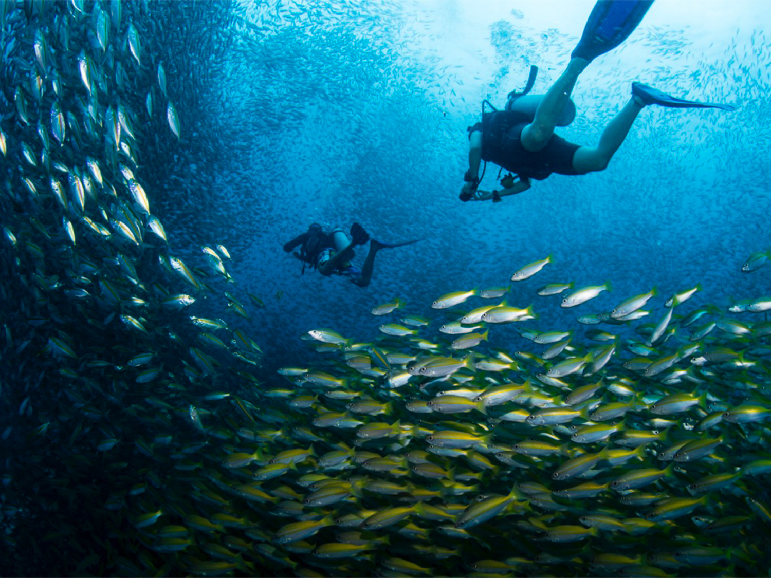 Bangkok to Koh Tao Diving Adventure - 13 days