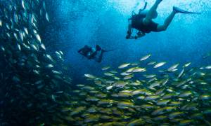 koh tao scuba diving