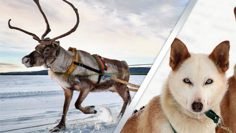 Lapland Reindeer and Husky Safari from Rovaniemi