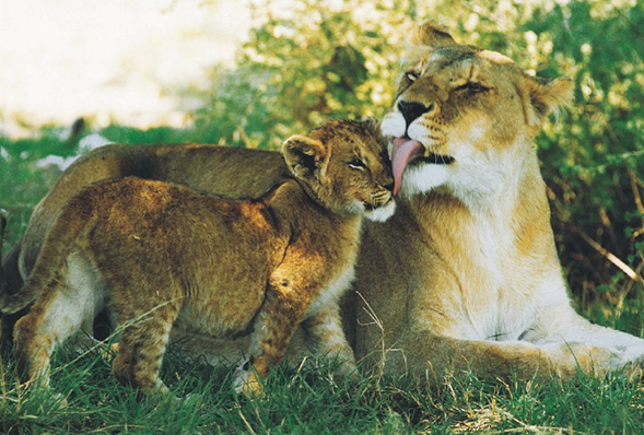 A lion and her cub