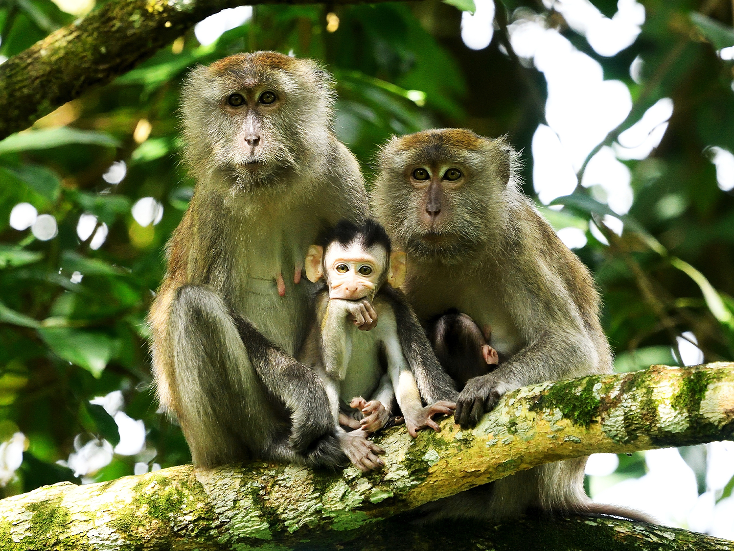 long tail macaque - langkawi - rustic travel