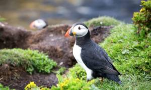 magic mull from glasgow main - puffin