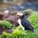 Puffin | Staffa | Scotland | United Kingdom