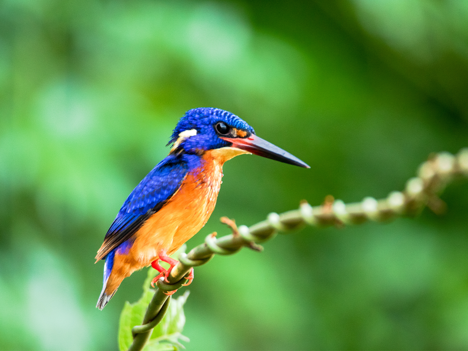 malaysia kingfisher - rustic travel