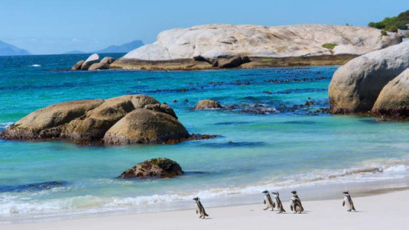 Marine Big 5 Adventure from Cape Town