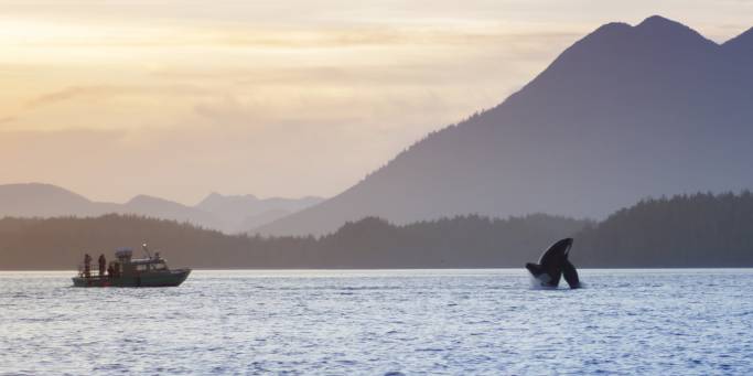 Orca breaching off the coast of Tofino | Vancouver Island | Canada