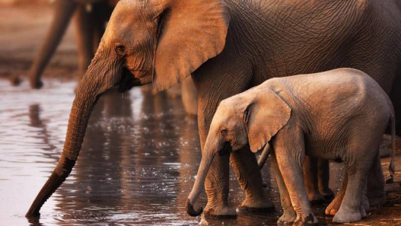 Pilanesberg Game Reserve Safari and Sun City Day Trip