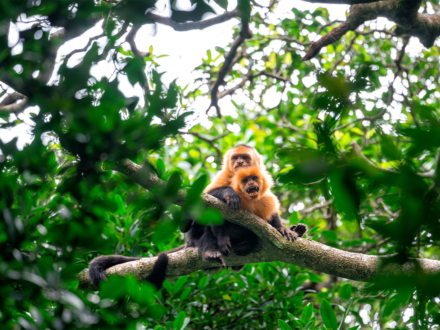 Classic Costa Rica Youth Adventure  - 13 days