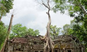 tA prohm - cambodia
