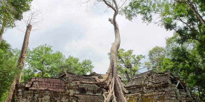 tA prohm - cambodia