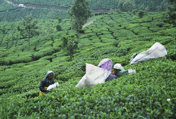 Munnar tea pickers