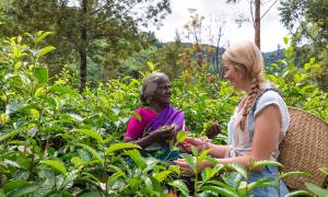 tea plantation