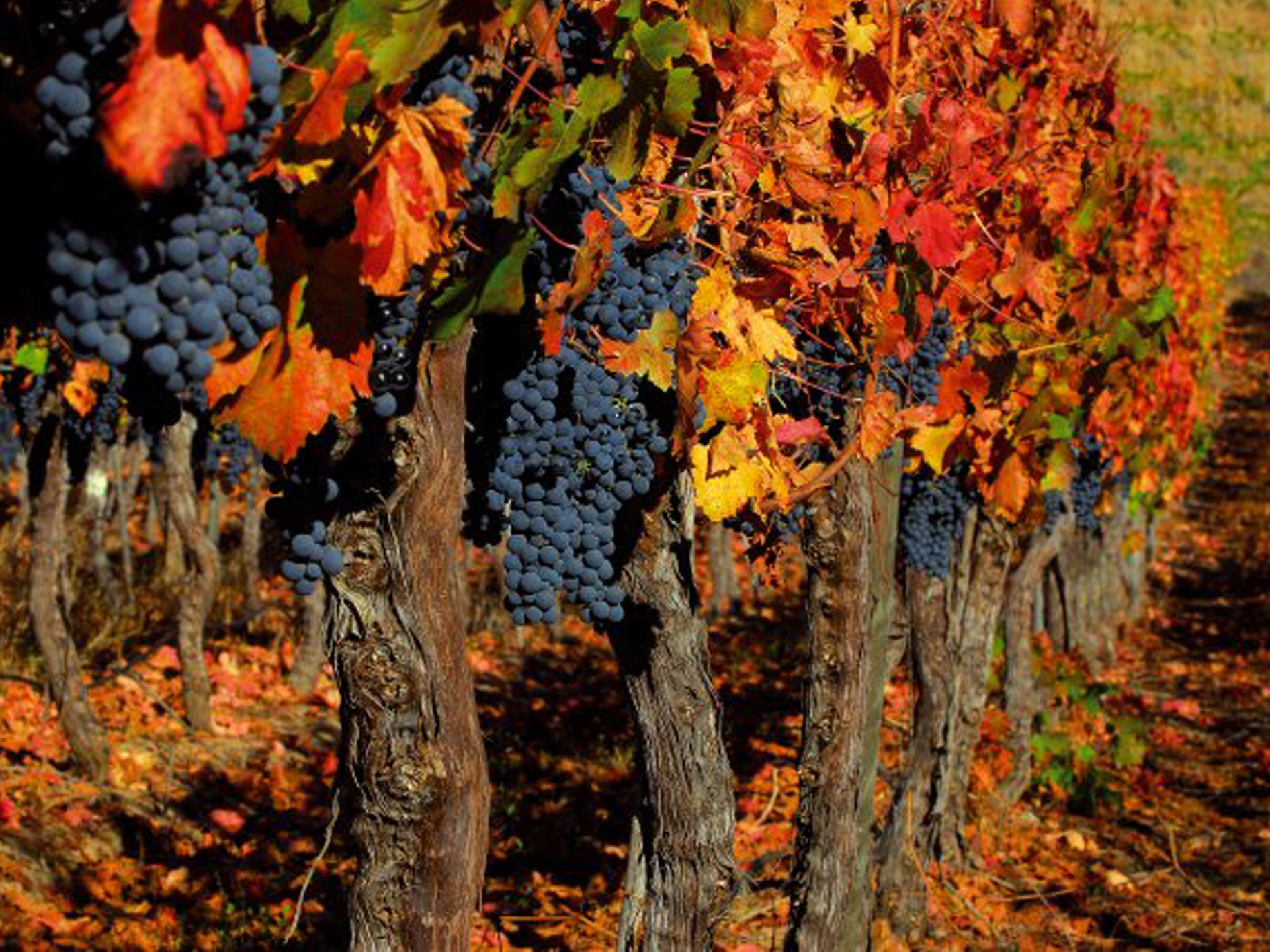 Days 3-4 - Colchagua Valley