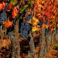 Vineyard stretching out in to the distance in the wine-making region of Santa Cruz