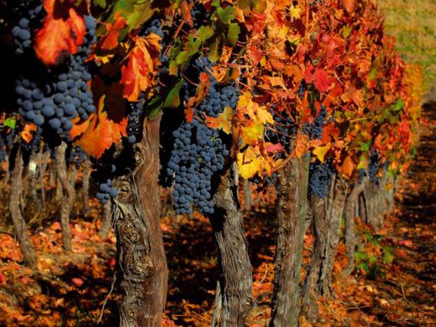 Vineyard stretching out in to the distance in the wine-making region of Santa Cruz