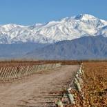 Visit the vineyards in Mendoza on our Argentina tours