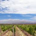 Vineyards stretching out in to the distance in Mendoza