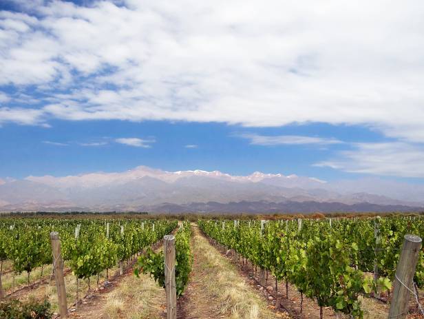 Vineyards stretching out in to the distance in Mendoza