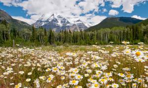 western cananda encompassed main - mount robson