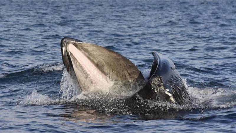 Whale Watching from Downtown Akureyri