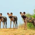 south luangwa