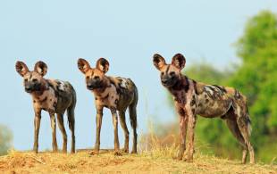 wild dogs in south luangwa national park - zambia