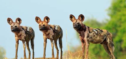 wild dogs in south luangwa national park - zambia