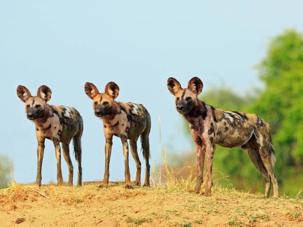 south luangwa