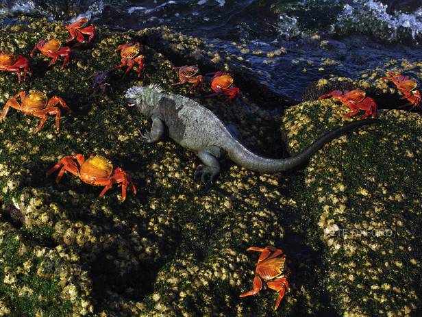 Marine iguana on a rock on the Galapagos Islands