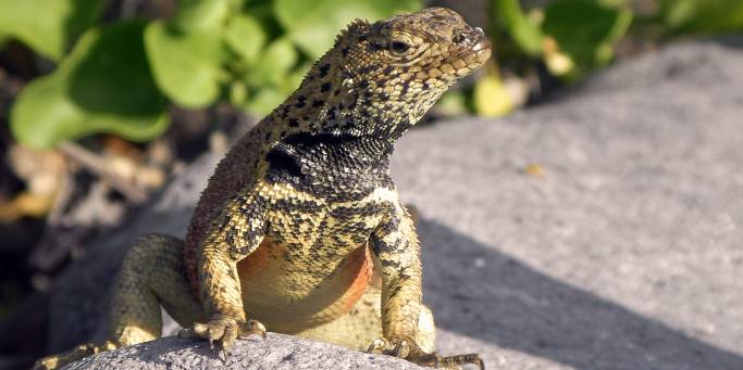 The Galapagos Islands | Ecuador | South America